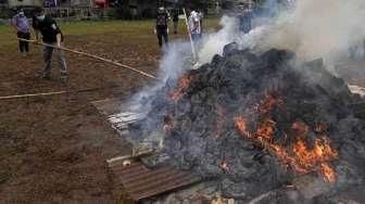 Dua Hektare Ladang Ganja Dibakar TNI