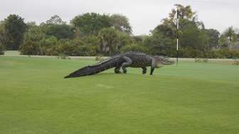 Buaya Raksasa di Lapangan Golf