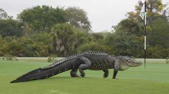 Buaya Raksasa di Lapangan Golf