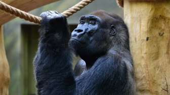 Wajib Tahu! 8 Arti Mimpi Dikejar Gorila, Ada Kaitannya dengan Keluarga?