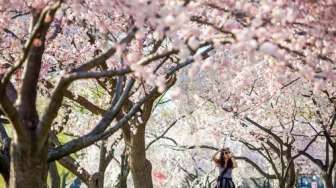 Warga Jepang Geram Lihat Turis Tega Rontokin Bunga Sakura Demi Main Tik Tok