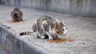 Trauma Gempa, Kucing di Majene Muntah-muntah dan Diare