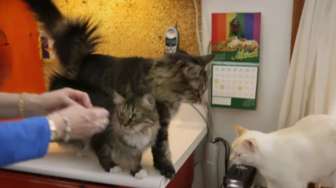 VIDEO: Wow, 3 Kucing Ini Bisa Bahasa Isyarat untuk Tuna Rungu
