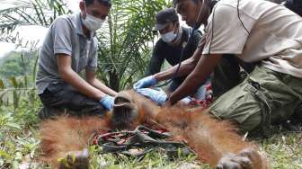 Evakuasi Orangutan Sumatera