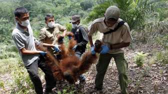 Evakuasi Orangutan Sumatera