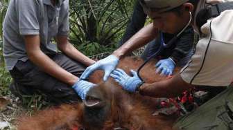 Evakuasi Orangutan Sumatera