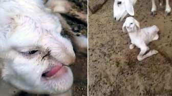 VIDEO: Kambing 'Titisan Iblis' Lahir di Rusia