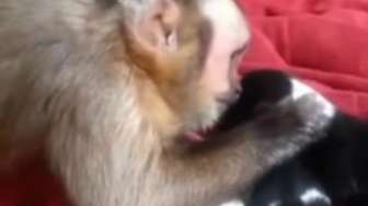 VIDEO: Kisah Monyet Merawat Bayi Anjing