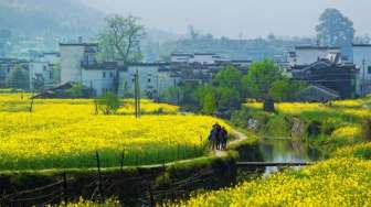 Nikmati Tanda Musim Semi di Wuyuan