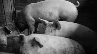 Babi di Pulau Bulan yang Biasa di Ekspor ke Singapura Terkena Flu Babi Afrika