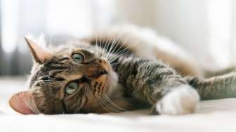 5 Arti Kucing Tidur di Kasur, Bukan Pertanda Manja tapi Malah Sebaliknya