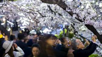 Sejumlah orang mengambil foto pohon dan bunga-bunga Sakura (cherry) yang bersemi dan disinari lampu, di kawasan Chidorigafuchi, Tokyo, Selasa (31/3/2015) lalu. [Reuters/Thomas Peter]