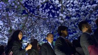 Khalayak tampak berdiri di bawah jajaran pohon Sakura dengan bunga-bunga yang bersemi dan disinari lampu, di kawasan Chidorigafuchi, Tokyo, Selasa (31/3/2015) lalu. [Reuters/Thomas Peter]