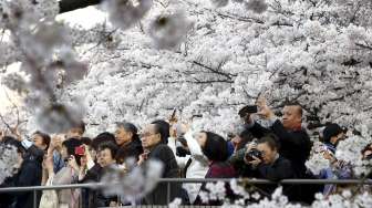 Warga mengambil foto bunga-bunga Sakura yang tengah bersemi sempurna, di kawasan Chidorigafuchi, Tokyo, Jepang, Selasa (31/3/2015) lalu. [Reuters/Thomas Peter]