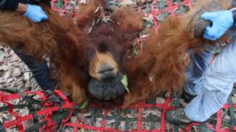 Penyelamatan Orangutan Sumatera