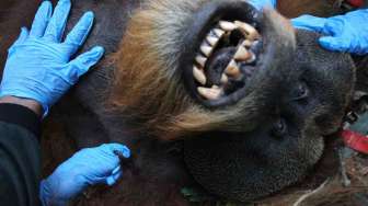 Penyelamatan Orangutan Sumatera