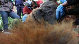 Penyelamatan Orangutan Sumatera