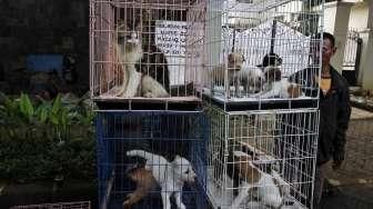 razia pedagang anjing dan kucing ilegal di jalan Latuharhari Jakarta, Kamis (9/4).
