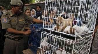 razia pedagang anjing dan kucing ilegal di jalan Latuharhari Jakarta, Kamis (9/4).