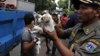 Yusup, Si Penjual Elang dan Kucing Hutan Akhirnya Dibekuk