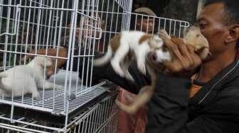 razia pedagang anjing dan kucing ilegal di jalan Latuharhari Jakarta, Kamis (9/4).