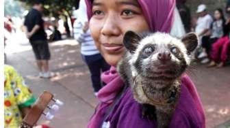 Mengintip Rahasia Seks Musang yang Bisa Bercinta Hingga 3 Jam