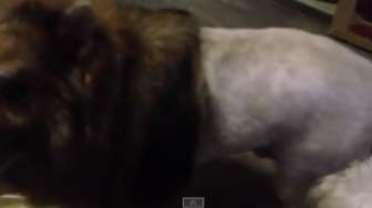 VIDEO: Dicukur, Anjing Ini Jadi Seperti Singa