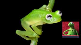 Peneliti Akhirnya Temukan Spesies Katak "Saudaranya" Kermit