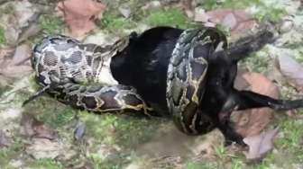 VIDEO: Kambing Ini Dimakan Hidup-hidup oleh Piton