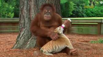 VIDEO: Tiga Anak Macan Ini Punya Induk Orangutan