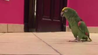 VIDEO: Dengarkan, Suara Burung Ini Seperti Mak Lampir