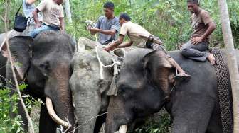 Habitat Terakhir Gajah Sumatera Dikepung 7 Tambang Batubara