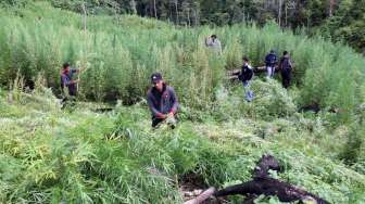 Ladang Ganja 29 Hektare