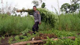 Ladang Ganja 29 Hektare