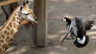 Sang jerapah kecil yang baru lahir memandangi seekor angsa yang tampak marah padanya, di lokasi taman alam bebas Pairi Daiza di Brugelette, Belgia, Senin (25/5/2015). [Reuters/Francois Lenoir]