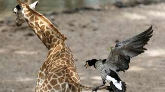 Jerapah kecil yang baru lahir mendapatkan serangan dari seekor angsa di sekitar lingkungannya, di taman alam bebas Pairi Daiza di Brugelette, Belgia, Senin (25/5/2015). [Reuters/Francois Lenoir]