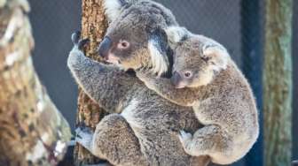 Miris! Koala di Negara Bagian Australia Terancam Punah Pada 2050