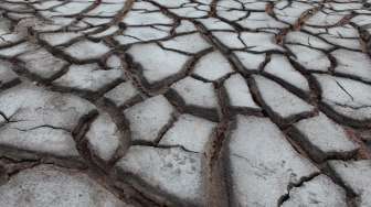 500 Tahun Kekeringan, Hujan Sebabkan Kepunahan Massal di Atacama