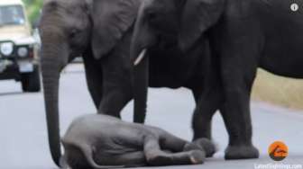 Menakjubkan, Gajah Ini Tolong Temannya yang Pingsan di Jalanan