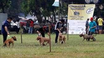 Ratusan anjing jenis pitbull se-Jawa dan Bali mengikuti turnamen ketangkasan bertajuk 'Brigade Pitbull Championship' di kawasan Cibubur, Minggu (31/5/2015). [Suara.com/Kurniawan Mas'ud]