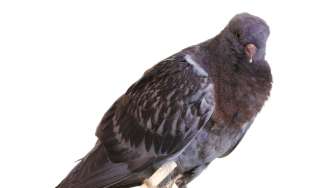 Hebat, Burung Merpati Bisa Deteksi Kanker Payudara