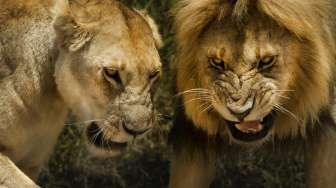 Adegan Singa Lepas di Kebun Binatang Berujung Kocak, Ini Alasannya