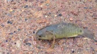 VIDEO: Ikan Ini 'Berjalan' dan Bernapas di Darat Selama 6 Hari