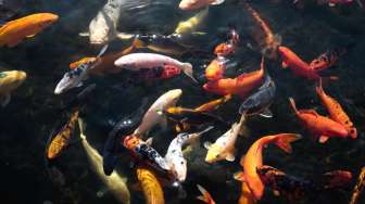 Pringsewu Pasok Kebutuhan Ikan Air Tawar ke Palembang dan Jawa