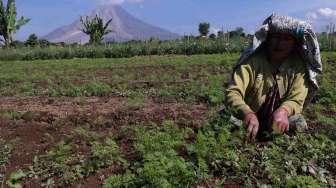 Status Awas Sinabung