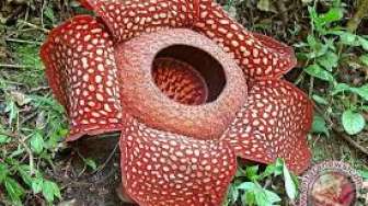 Fakta Bunga Bangkai Rafflesia Arnoldii yang Tidak Banyak Diketahui