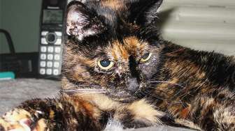 Kucing Ini Mati pada Usia 27 Tahun