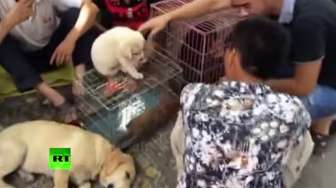 VIDEO: Miris, 10.000 Anjing Lucu Ini Dijual untuk Dimasak