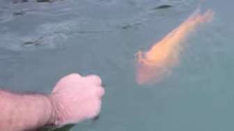 VIDEO: Lihat, Kelakuan Ikan Ini Seperti Anak Anjing