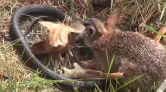 VIDEO: Selamatkan Anaknya, Kelinci Ini Berani Melawan Ular
